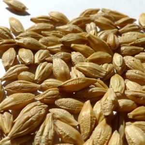 Barley Bran