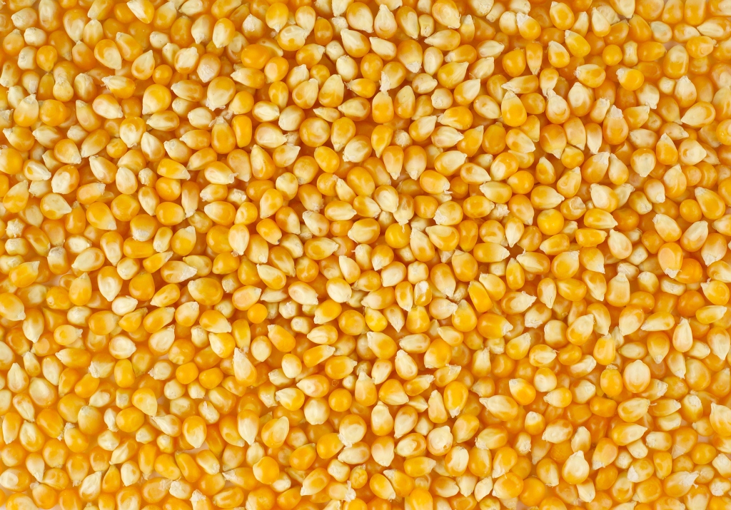 Maize