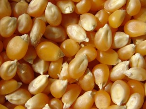 Maize Grain (Yellow)