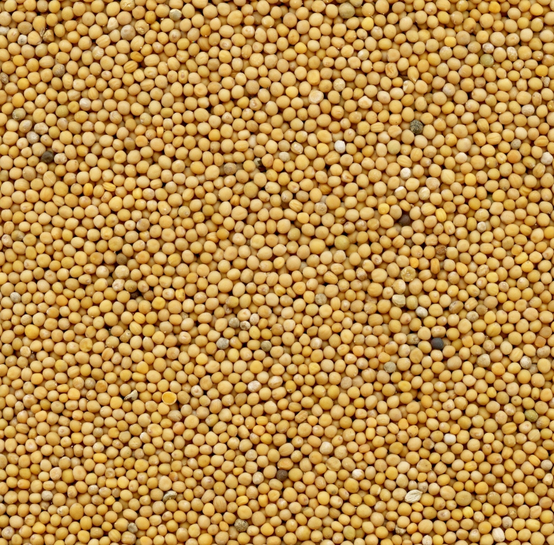 Mustard Seed