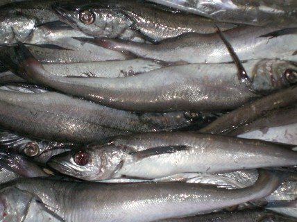 Pacific Hake Fish 