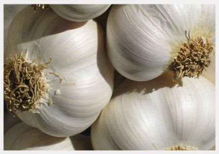 Garlic