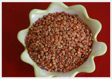 Sorghum No 3