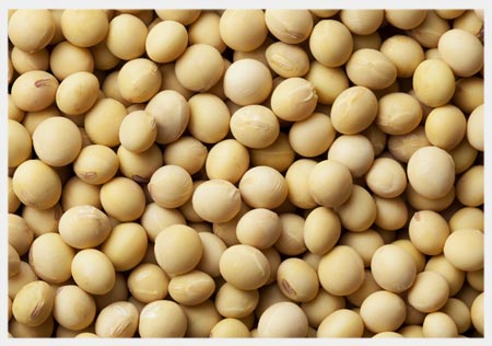 SoyBean